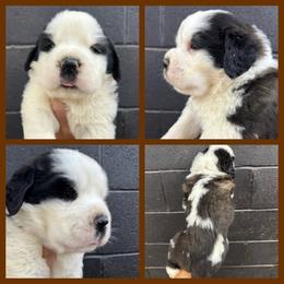 Brown - Mahogany and white male Saint Bernard puppy in Ladysmith, Wisconsin from Northwoods Saint Bernards