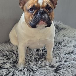 Chance - French Bulldog