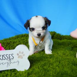 Sunny - Black and white female Chihuahua puppy in Bois D Arc, Missouri from Carsten's Chihuahuas