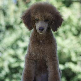 Admiral - Sable male Poodle puppy in Orem, Utah from First Class Poodles