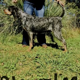 Clementine - Bluetick Coonhound