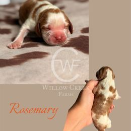 Rosemary - Lemon and white female English Springer Spaniel puppy in Uvalda, Georgia from Willow Creek Farms