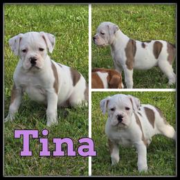 Tina - Olde English Bulldogge puppy in Wheeler, Michigan from Haase Family Kennels