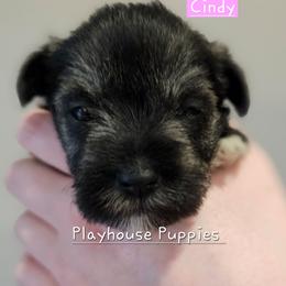 Cindy - Salt and pepper female Miniature Schnauzer puppy in Lebanon, Missouri from Playhouse Puppies