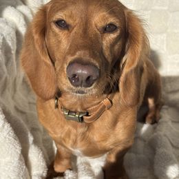 Honey - Dachshund