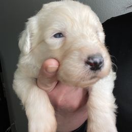 "Last litter, 3 weeks old! 💜" Sheepadoodle Puppies from Bns Sheepadoodles