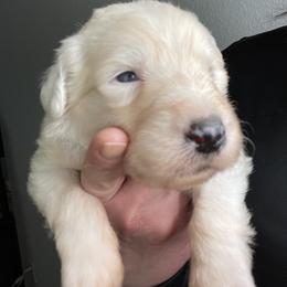 "Last litter, 3 weeks old! 💜" Sheepadoodle Puppies from Bns Sheepadoodles