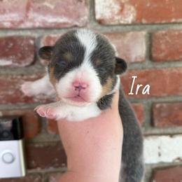 Ira - Bluie Tri - Black and tan male American Corgi puppy in Anderson, California from Flying K Corgis