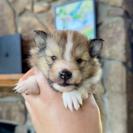 Bubbles girl 2 - Sable and white female Shetland Sheepdog puppy in Catawba, North Carolina from Candescent Shetland Sheepdogs