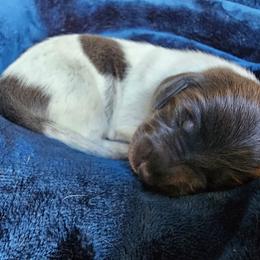 Blue girl - Piebald female Dachshund puppy in Herald, California from Bluegum Dachshunds