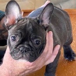 French Bulldogs from McBeths Frenchies