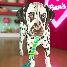 Ban - White and liver brown male Dalmatian puppy in Sierra Vista, Arizona from Fairytail Dalmatians