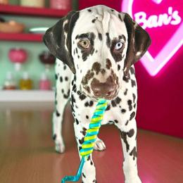 Ban - White and liver brown male Dalmatian puppy in Sierra Vista, Arizona from Fairytail Dalmatians