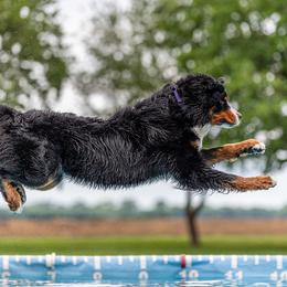 Bernese Mountain Dog All Grown Up from Tollhaus Bernese Mountain Dogs