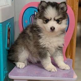 Rumi Female Blue Eyes - Black and white female Pomsky puppy in Hurleyville, New York from My Crazy Pomskys
