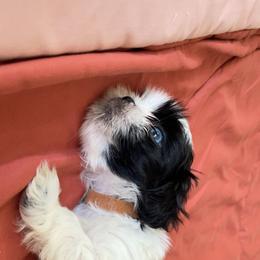 Brown Collar - Black and white male Shih Tzu puppy in Houston, Texas from Adams Pawsitive Pawfection