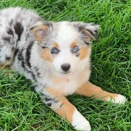 Miniature Australian Shepherds and Toy Australian Shepherds from Stellar Little Aussies