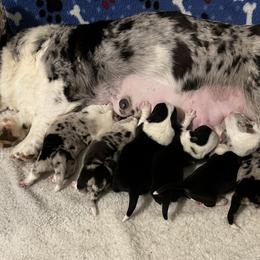 "Born 8/29/2023 1 Female - Blue Merle 5 Males -2 Blue Merles & 3 Blk/White" Cardigan Welsh Corgi and Pembroke Welsh Corgi Puppies from Rockin’ DA Corgis & Critter Transport LLC