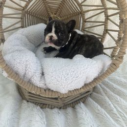 Gretchen Wieners - French Bulldog puppy in Arizona from Prickly Pear Kennels