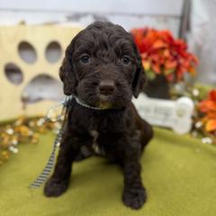 Sully - Liver and white male Springerdoodle puppy in Lisbon, Ohio from Willow Lane Doodles