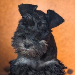 Skier - Black and silver male Miniature Schnauzer puppy in Cody, Wyoming from Bliss Creek MTN Meadows