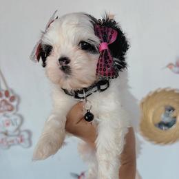 Girl 2 - Black and white female Shih Tzu puppy in Seguin, Texas from Dolled Up Shih Tzus