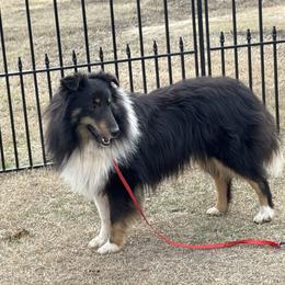 Ace - Shetland Sheepdog