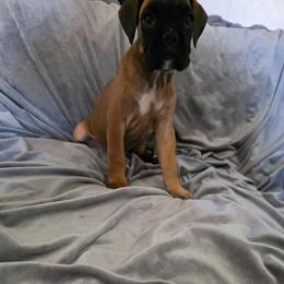 Emma - Fawn female Boxer puppy in Thompson, Pennsylvania from Moonlitboxers