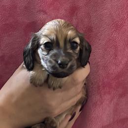 Helen - Cream female Dachshund puppy in Alabaster, Alabama from Doxies of Olympus