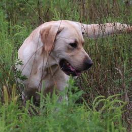 Labrador Retrievers from Rustic View Farm