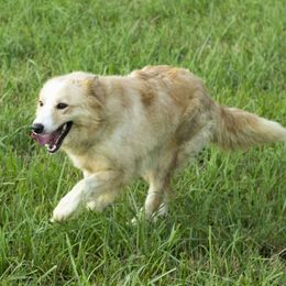 Sierra - Border Collie