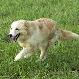 Sierra - Border Collie