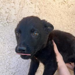 Blue Collar Male - Felix - Black male German Shepherd puppy in Adelanto, California from Würdighaus Kennels