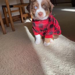 Miniature Australian Shepherd and Toy Australian Shepherd Puppies from Son Shine Farm