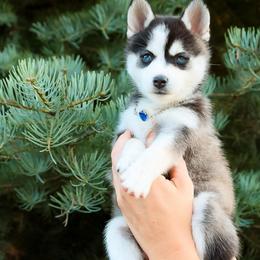 Sapphire - Black and white female Pomsky puppy in Spring City, Pennsylvania from Pomsky Power Puppies