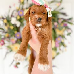 Goldendoodle Puppies from Summer Sun Doodles