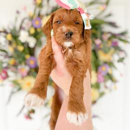 Goldendoodle Puppies from Summer Sun Doodles