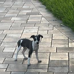 Italian Greyhound Puppies from Fisher Link
