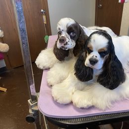 Danielle - Cocker Spaniel