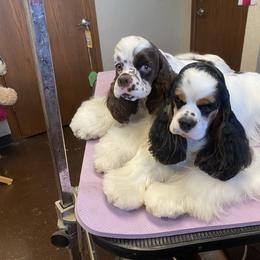 Danielle - Cocker Spaniel