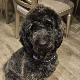 Dolly - Goldendoodle