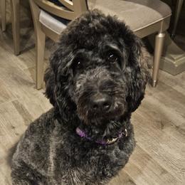 Dolly - Goldendoodle