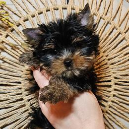 Awnia - Black and tan female Yorkshire Terrier puppy in Moses Lake, Washington from Harmony Hills Yorkies