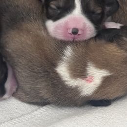 Scout - Sable male Pembroke Welsh Corgi puppy in Elberta, Utah from 3F Farms- Pembroke Welsh Corgis and Irish Wolfhounds