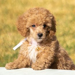 Chanel - Poodle