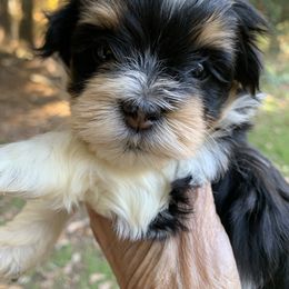 Havanese Puppies from Peace Love Havanese
