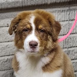 Boy 3-Yellow Collar - Red tri-color male Australian Shepherd puppy in North Jackson, Ohio from Shadowood Australian Shepherds