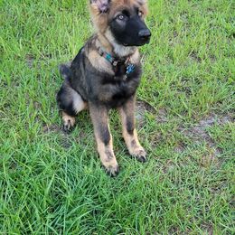 German Shepherd Puppies from Blue Line Shepherds