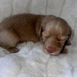 Fairy - Cream female Dachshund puppy in San Diego, California from Enchantables