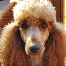Emmi - Poodle